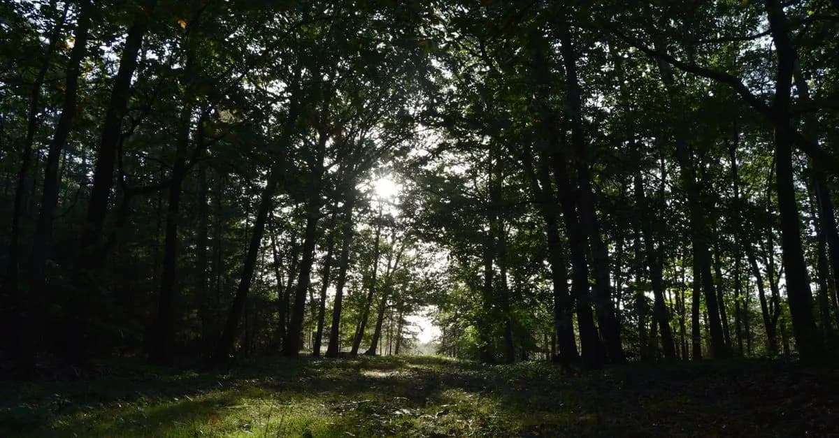 Comment la nature renforce votre résilience personnelle