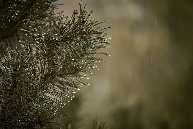 Comment surmonter les croyances limitantes pour une meilleure résilience
