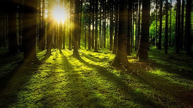 Comment la résilience personnelle renforce votre bien-être général